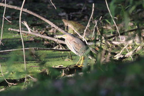 Green Heron