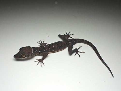Cyrtodactylus sungaiupe