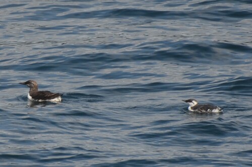 Common Murre