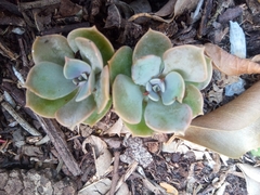Echeveria secunda