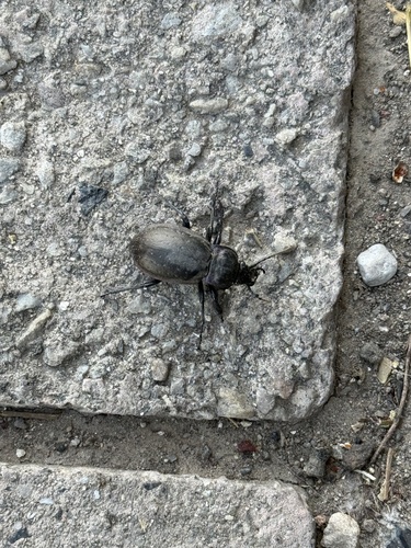 Bronze Ground Beetle