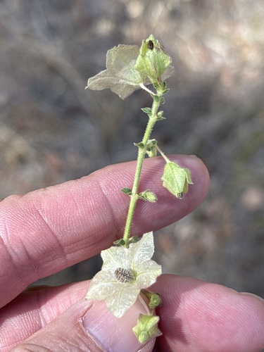 Mirabilis albida, photograph 3