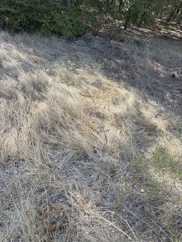 Mirabilis albida, photograph 4