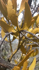 Phoradendron lanceolatum