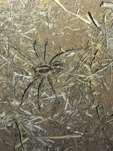 Carolina Wolf Spider
