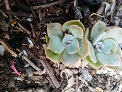 Echeveria secunda