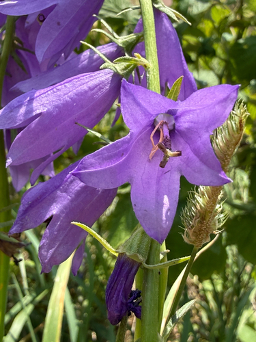Campanula rapunculoides