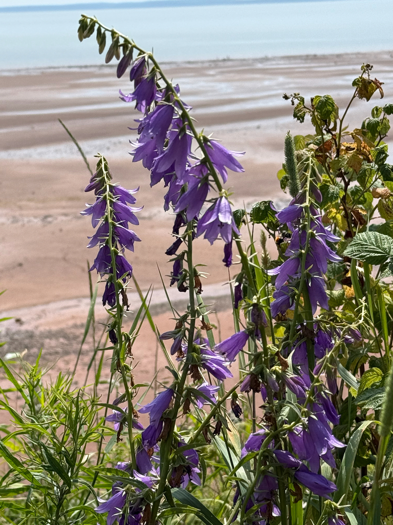 Campanula rapunculoides, Pereau Rd, Kings, NS, CA