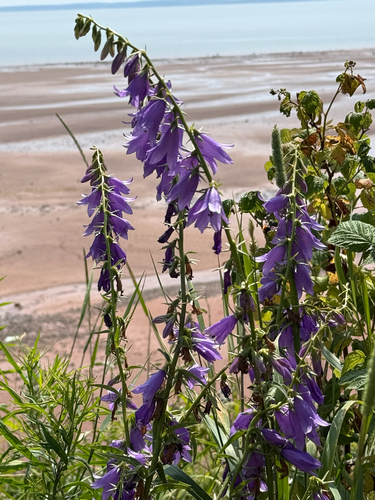 Campanula rapunculoides