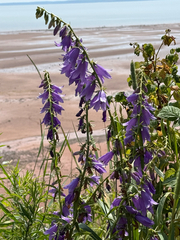 Rampion Bellflower (Drymocodon rapunculoides)