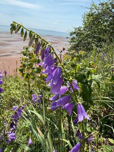 Campanula rapunculoides