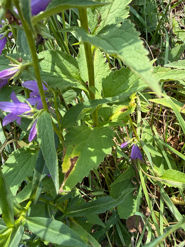 Campanula rapunculoides