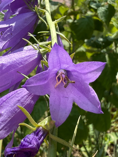 Campanula rapunculoides
