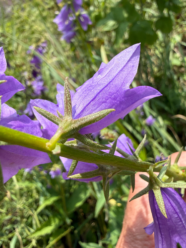 Campanula rapunculoides