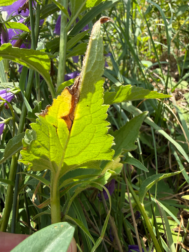 Campanula rapunculoides