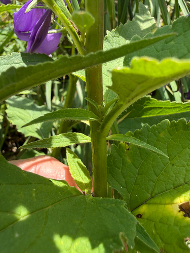 Campanula rapunculoides