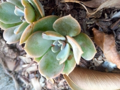 Echeveria secunda