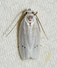 Antaeotricha albulella
