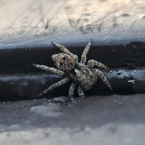 Asiatic Wall Jumping Spider