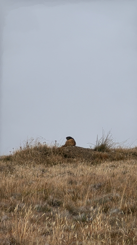 Olympic Marmot observed by josiah2017