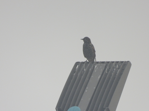 European Starling