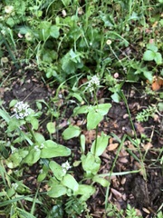 Plectritis macrocera