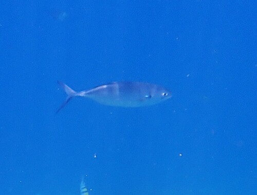 Caranx caballus observed 2026-09-13