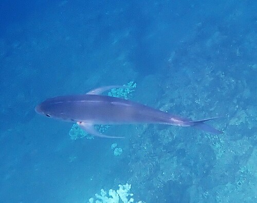 Caranx caballus observed 2026-09-13