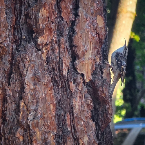 iNaturalist observation photo of Brown Creeper