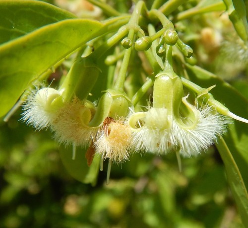 Ximenia image