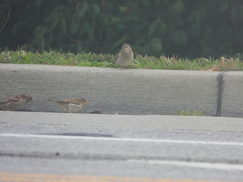 House Sparrow
