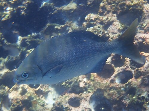 Kyphosus sandwicensis observed 2026-09-13