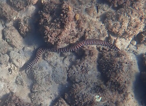 Gymnomuraena zebra observed 2026-09-13