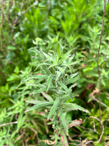 Epilobium hirtigerum, photograph 1