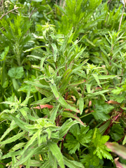 Epilobium hirtigerum, photograph (c) Graham Surrey, some rights reserved (CC BY)