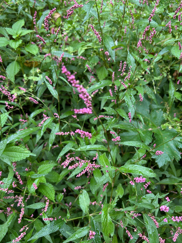 low smartweed