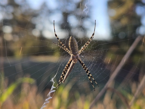Banded Garden Spider