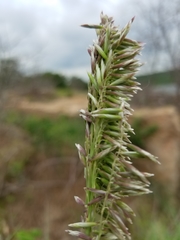 Melica nitens