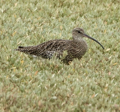Eurasian Curlew