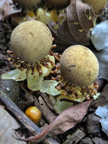 Balanophora fungosa fungosa
