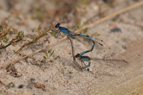Familiar Bluet