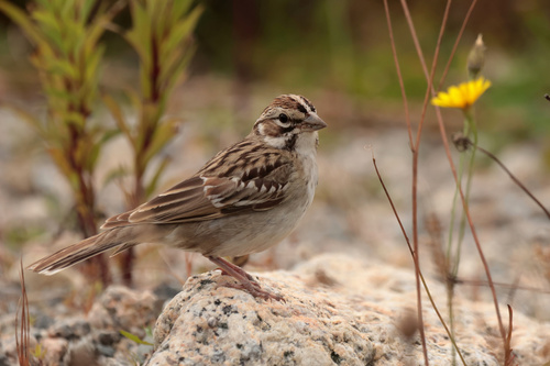 Lark Sparrow