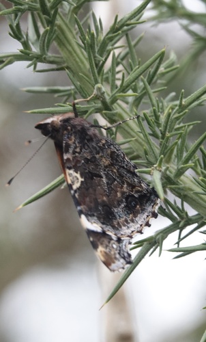Red Admiral
