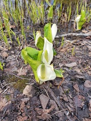 Lysichiton camtschatcensis