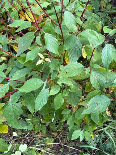 red osier dogwood