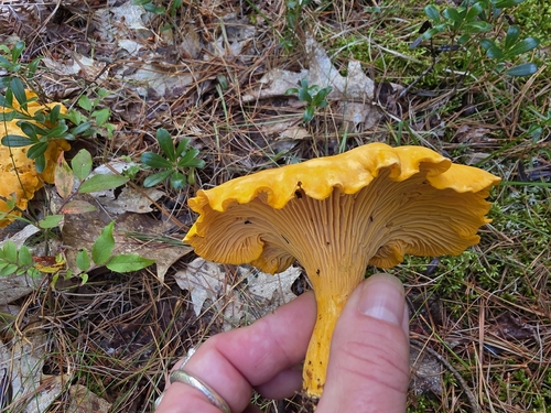 Newfoundland chanterelle