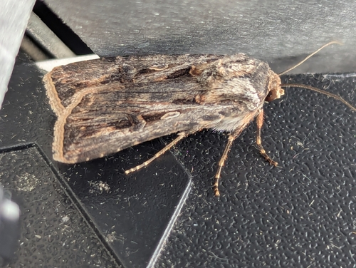 Brown Cutworm