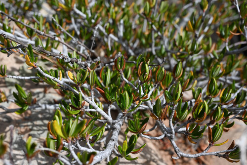 Cercocarpus ledifolius, photograph 5
