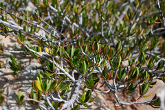 Cercocarpus ledifolius, photograph (c) Anders Hastings, some rights reserved (CC BY)