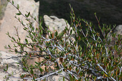 Cercocarpus ledifolius, photograph (c) Anders Hastings, some rights reserved (CC BY)